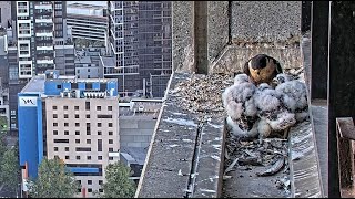 367 Collins Falcons Melbourne Australia - tata z dostawą karmi, mama przejmuje karmienie 2025 10 28