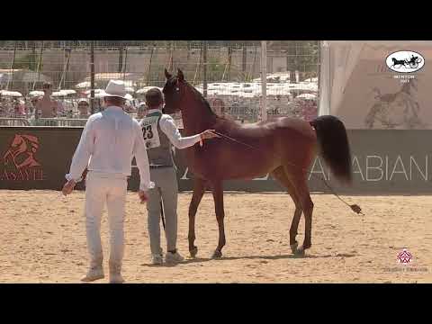 N 23 MAJEEDA AL BAYDAA   Mediterranean and Arab Countries AHC   Menton 2021   Yearling Fillies Class
