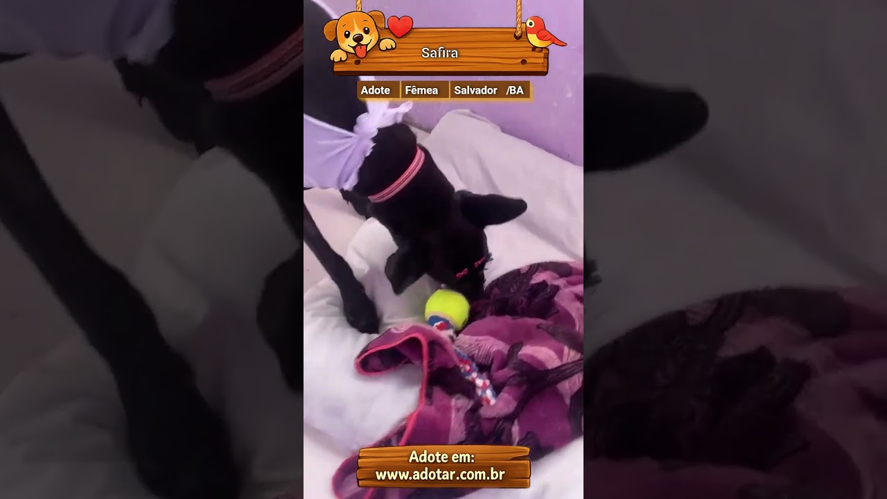 Cachorro raça SRD-ViraLata idade 7 a 11 meses nome Safira