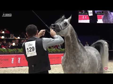 N 129 HL EL GANADOR   Paris 2019   Junior Colts Class 5B