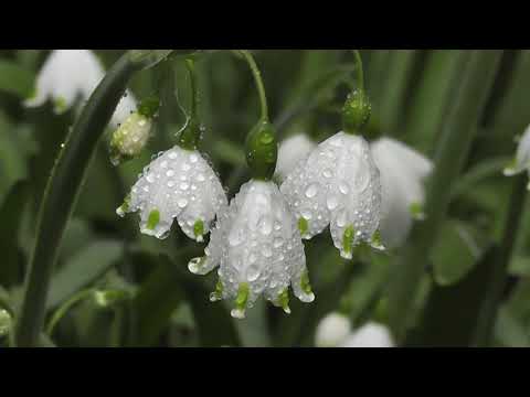 Breathtaking Colors of Nature in 4K II 🌹🌷 Beautiful Flowers - Sleep Relax Music | Relaxing Faroza