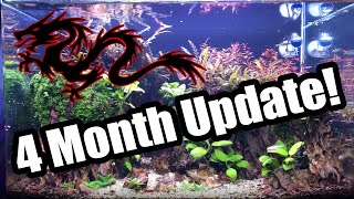 Aquascape Update & Trim (Can't even see the rocks anymore!) | Dragon Valley 1.0