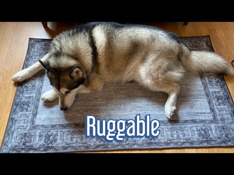 Are Ruggable the best rugs for dogs | tested by malamutes