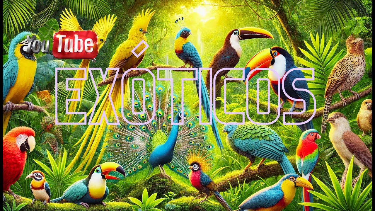 As mais belas Aves Exóticas do mundo !
