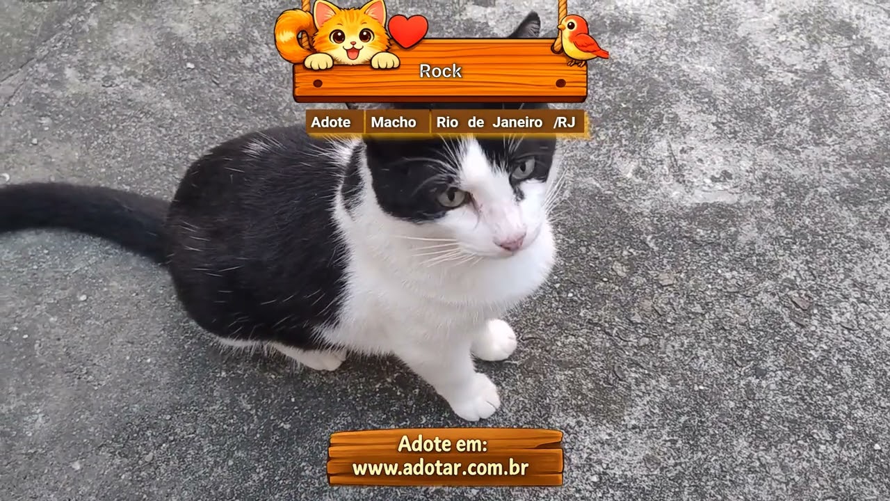 Gato raça SRD-ViraLata idade 7 a 11 meses nome Rock