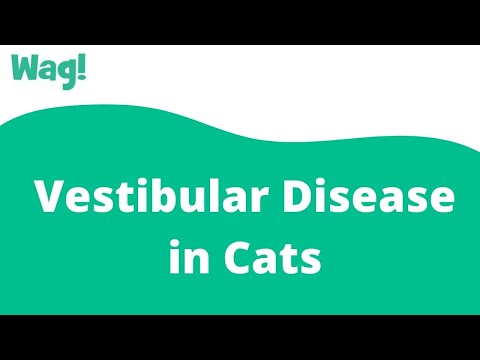 Vestibular Disease in Cats | Wag!