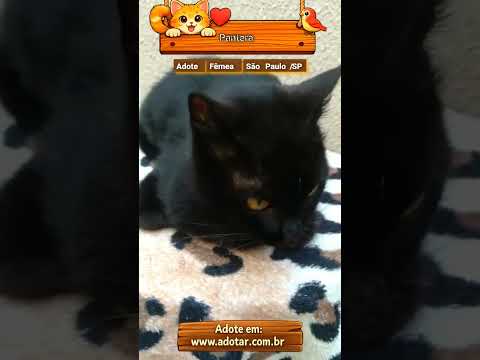 Vídeo de Pantera