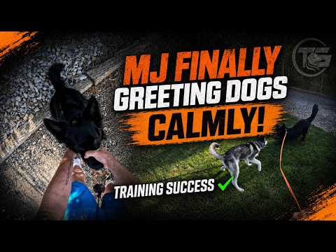 Tristan Gibson Dog Training video.