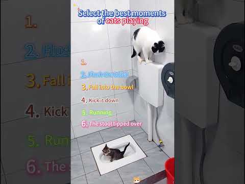 Select the best moments of cats playing