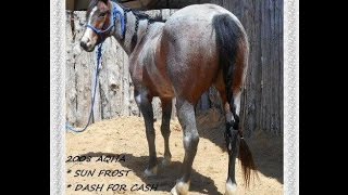 preview picture of video '2008 AQHA PURE COUNTRY SOCKS - SUN FROST PURE D DASH SP 122'