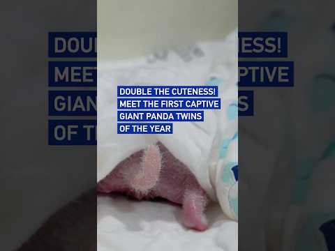 Meet the year's first captive giant panda twins