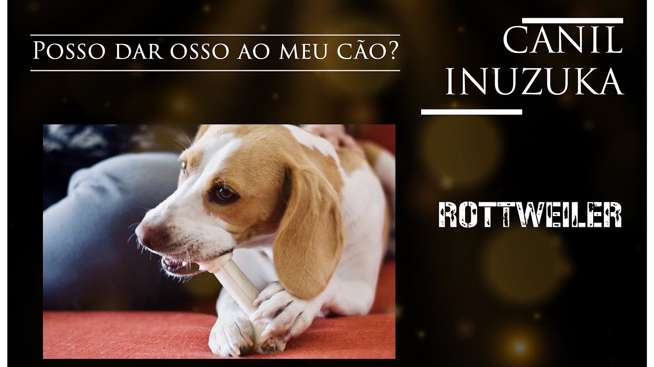 POSSO DAR OSSO AO MEU CÃO? VAI FAZER MAL?