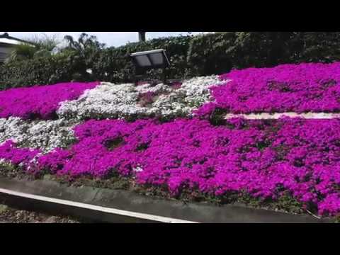 空中散歩　渋田川の芝桜