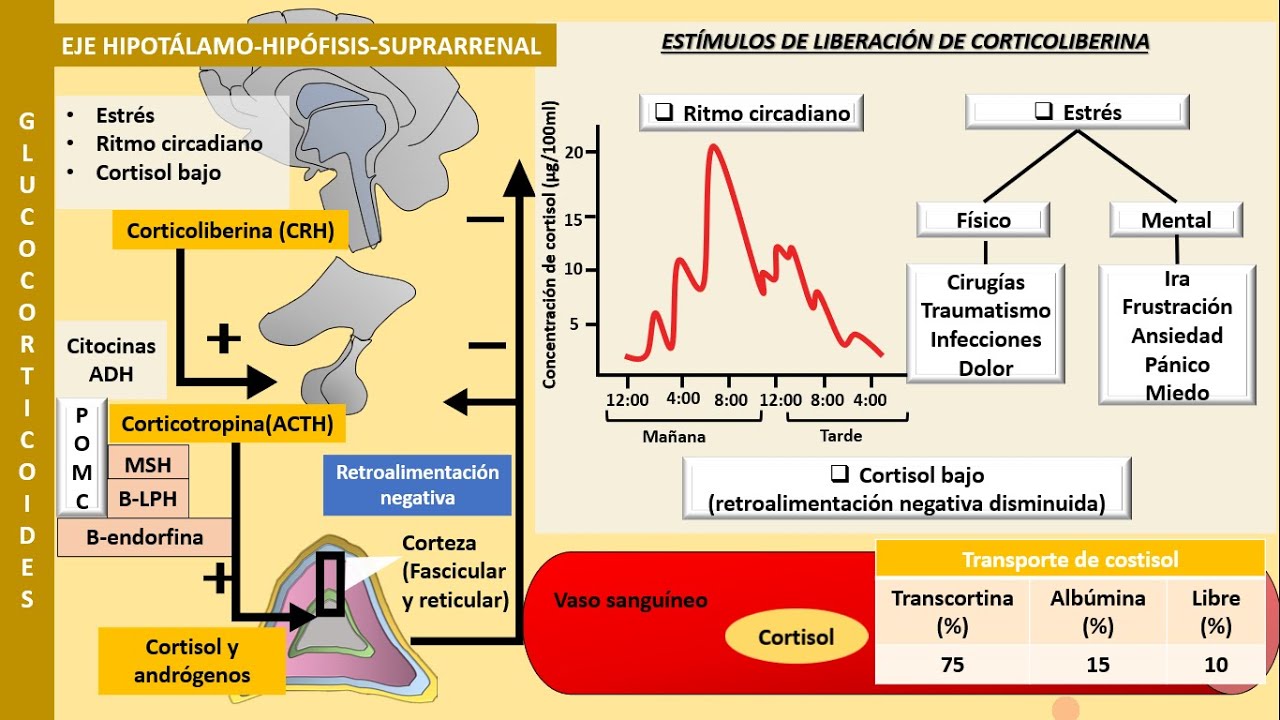 Eje hipotálamo-hipófisis-suprarrenal | Fisiología de los glucocorticoides y mineralocorticoides