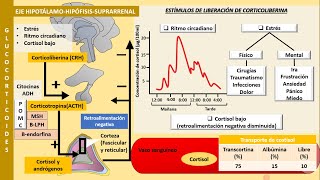 Eje hipotálamo-hipófisis-suprarrenal | Fisiología de los glucocorticoides y mineralocorticoides