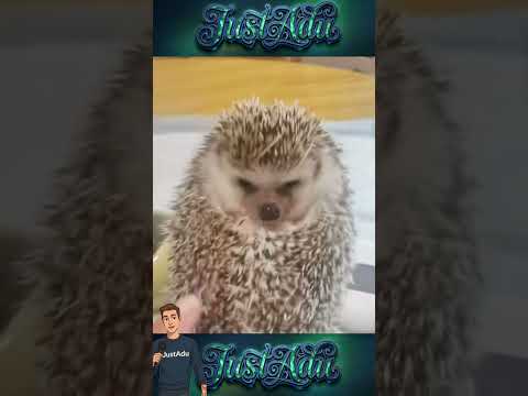 Secretul Nașterii Aricilor Cum Supraviețuiește...