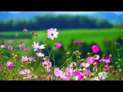 Flowers   Video Background HD 1080p