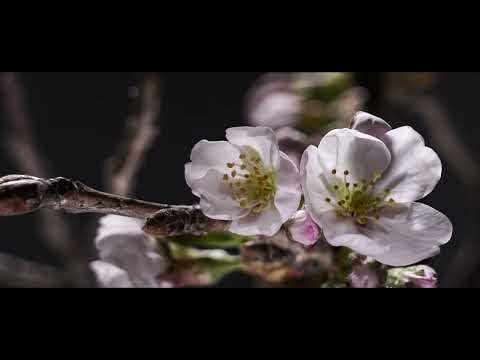 【월간영주】벚꽃