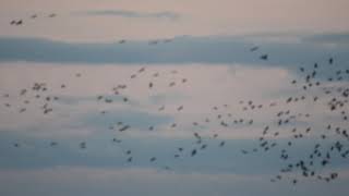preview picture of video 'Kraanvogels Grus grus Grue Cendré Common Crane'