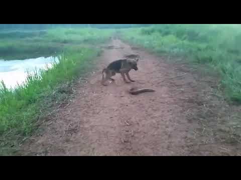 Dog bites electric eel and got shocked