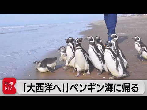気候変動がペンギンの進化を促した