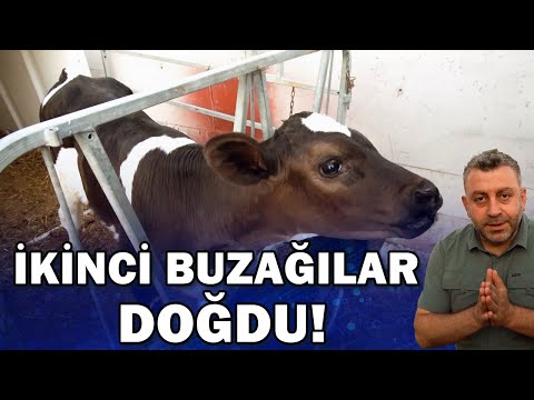 İkinci Buzağılar Doğdu 350 Günde 1 Yavru, 45 Litre Süt Ortalaması Hayal Değil / Verimli Çiftlikler