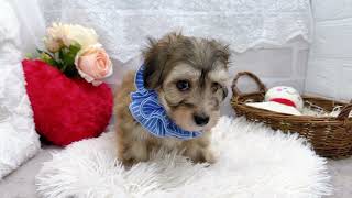 ハーフ犬の動画01