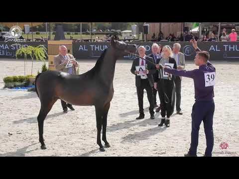 N.39 FERRUM - European Championship 2020 - Prague - Yearling Colts (Class 4A)