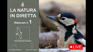 La Natura In Diretta/Nature Live Cam 1 live webcam