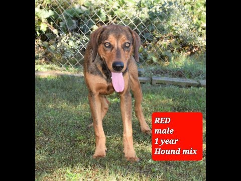 Red, an adopted Hound Mix in Wedowee, AL_image-1