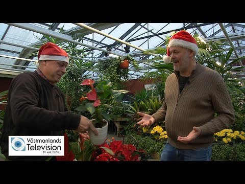 Julblommor med Per Bürger - Västmanlands Television
