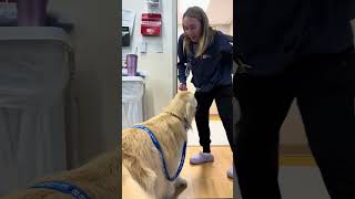 A day in the life of the Doggie Brigade