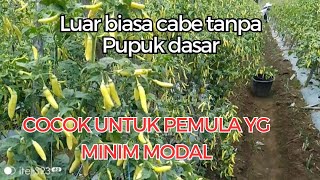 Download lagu π΄cabe antivirus tanpa pupuk dasar berbuah lebat metode mas yantoπ₯π₯π₯ mp3 Download lagu π΄cabe antivirus tanpa pupuk dasar berbuah lebat metode mas yantoπ₯π₯π₯ mp3
