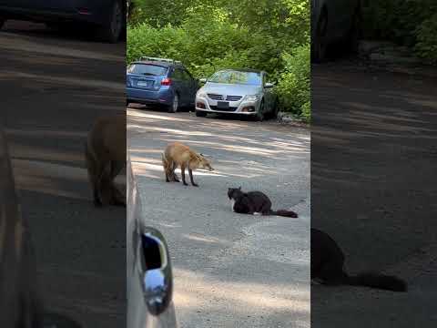 Fox vs cat