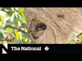 Spiking Wasp Numbers Put A Sting In Late Summer