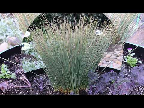 Rush (Juncus inflexus) - Plant Identification - YouTube