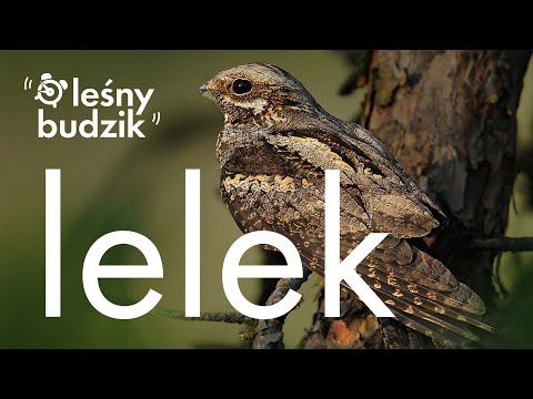 Leśny Budzik - Lelek