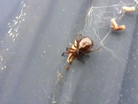 Brown Spider With White Dots On Back