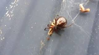 Strange large brown spider with white pattern on back