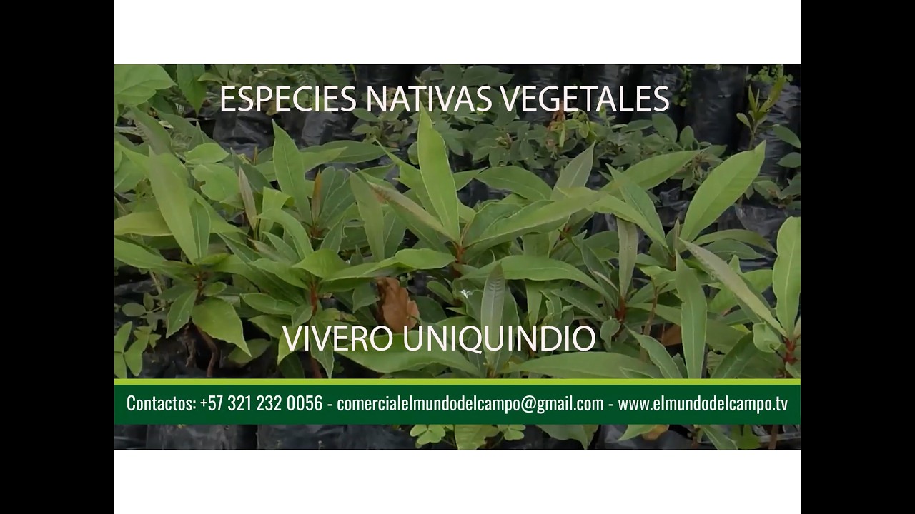 ESPECIES NATIVAS DE CLIMA CÁLIDO VIVERO UNIVERSIDAD DEL QUINDÍO