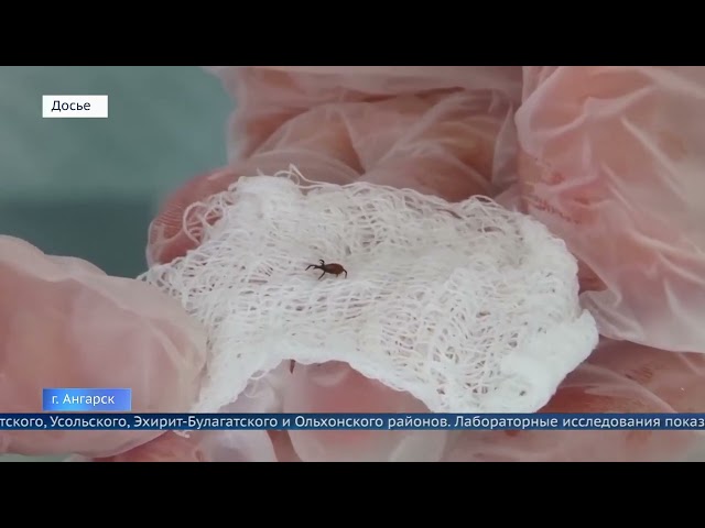 Первые укусы клещей зафиксированы в Приангарье