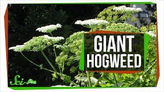 The Oversized Invasive Carrot That Can Give You Third Degree Burns