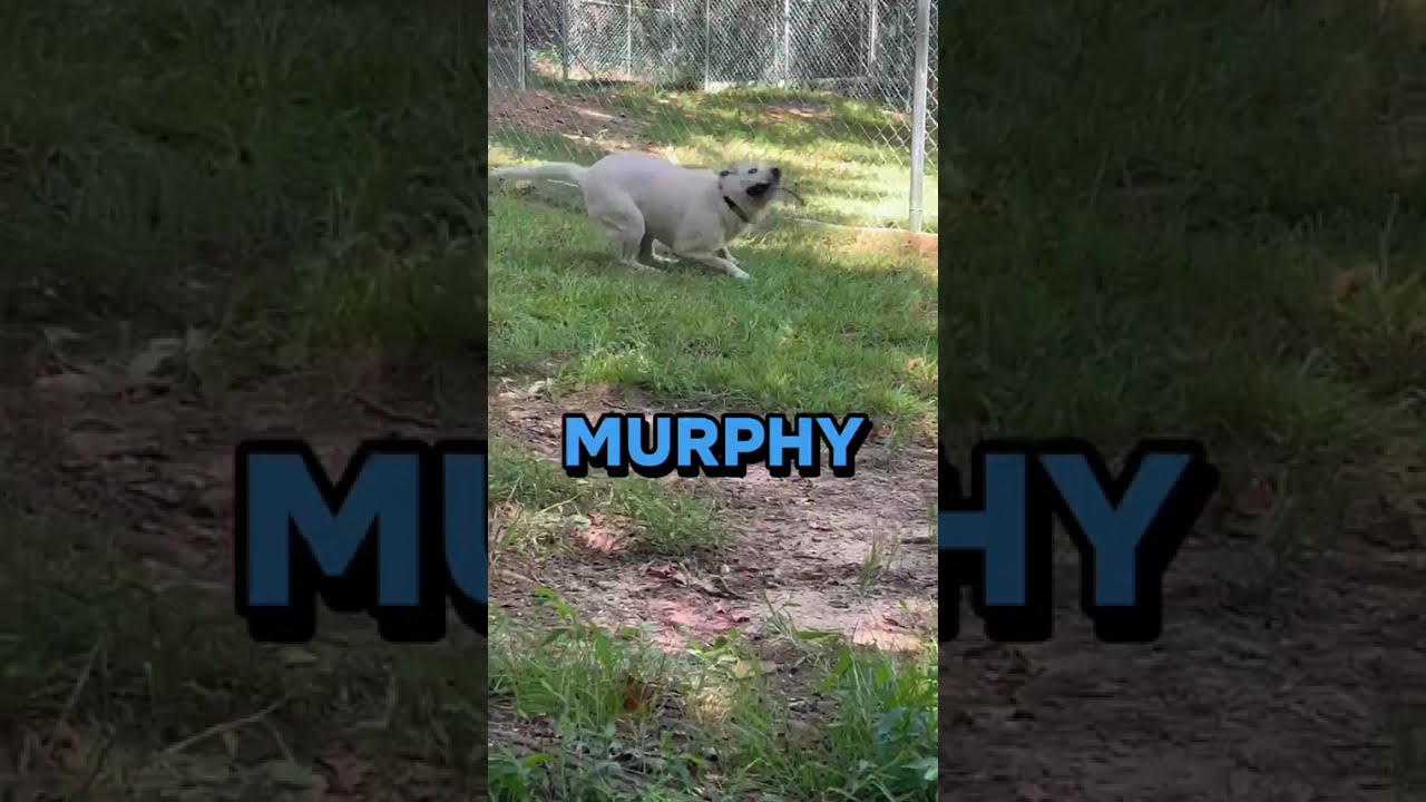Enlarge Murphy, a Adoptable Yellow Labrador Retriever in Columbus, NC video 6/6