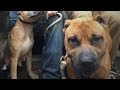 2023 EXCLUSIVE INTERVIEW - MADISON "MADDOG" PARKER - BULLET PROOF KENNELS - AMERICAN PITBULLS
