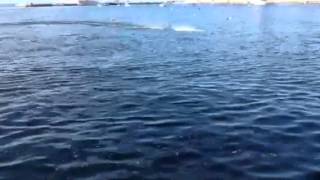 Infinity offshore 3S 40mm prop