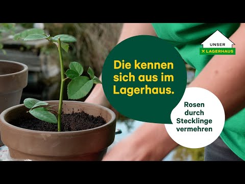 Expertentipp: Rosen durch Stecklinge vermehren