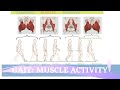 Gait Muscular Activity & Action