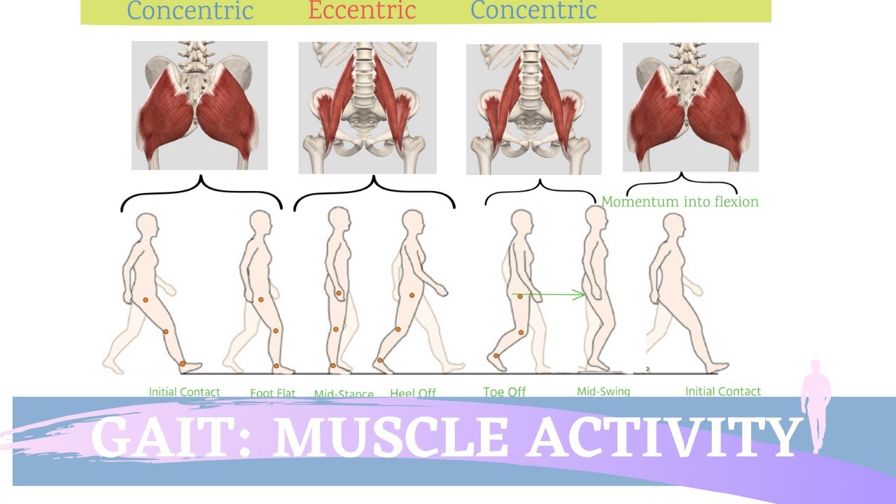 Gait Muscular Activity & Action