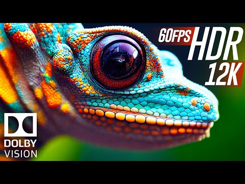 WORLD FIRST 12K HDR 60FPS DOLBY VISION