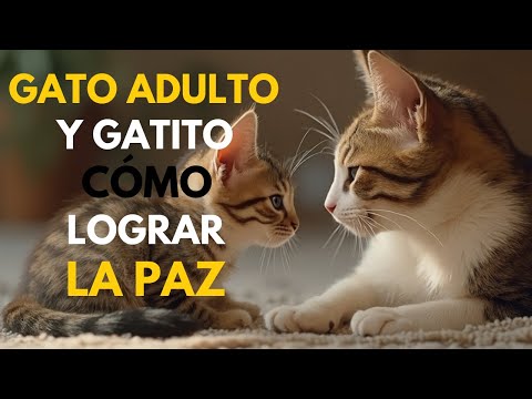 Adult cat and kitten. Problems at home?